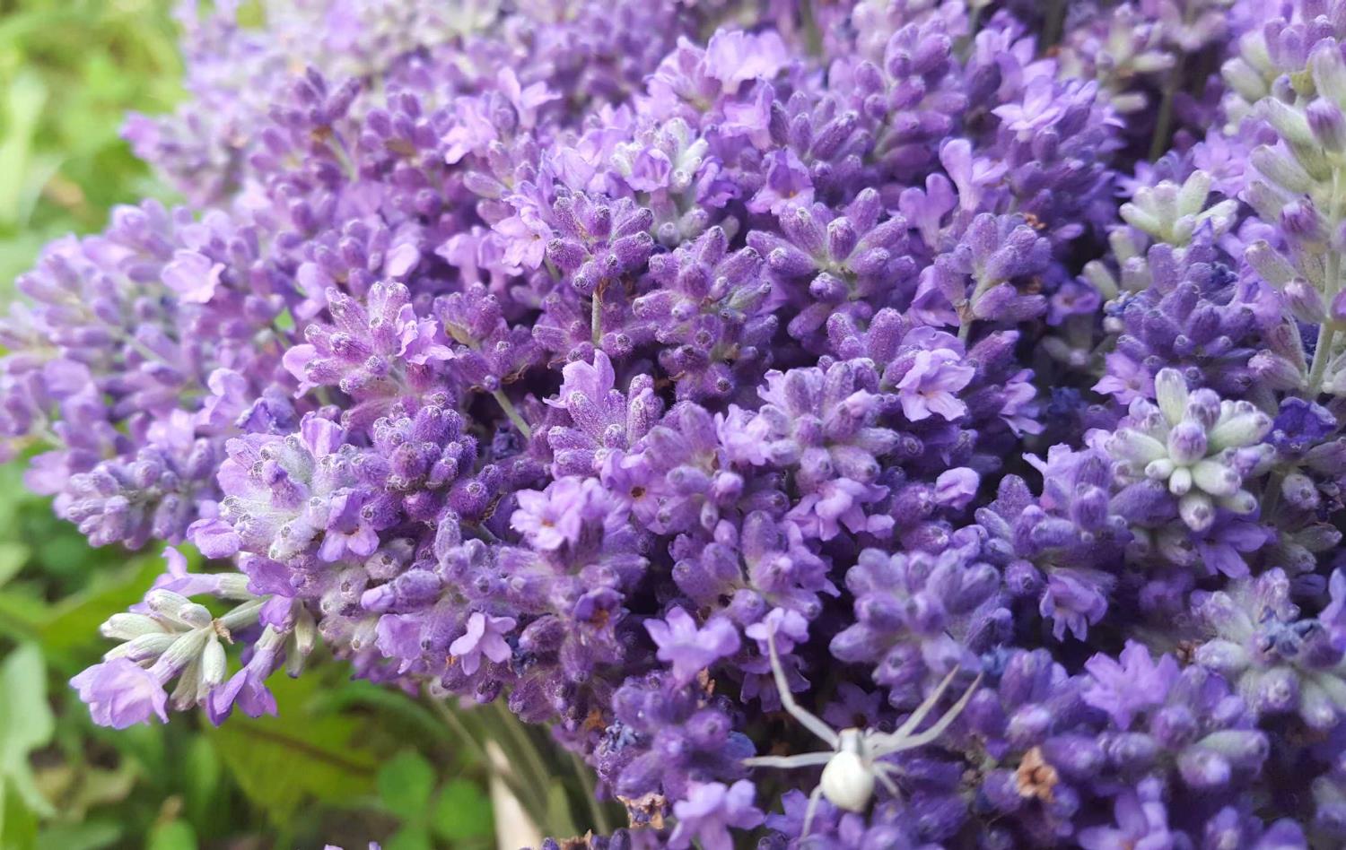 Rozes