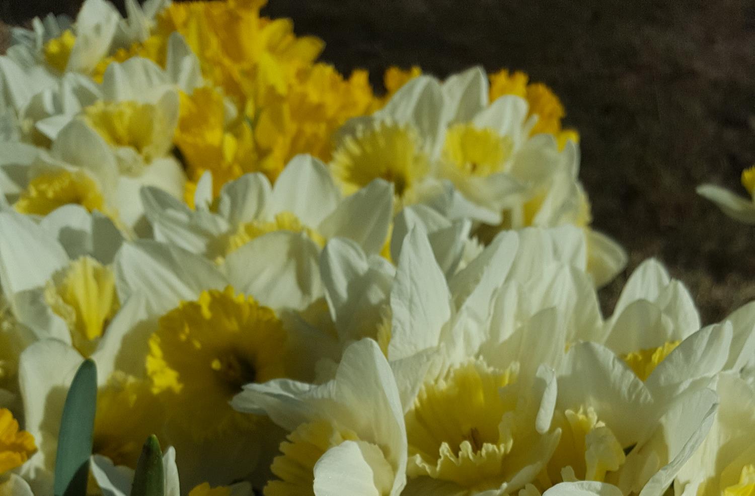Rozes