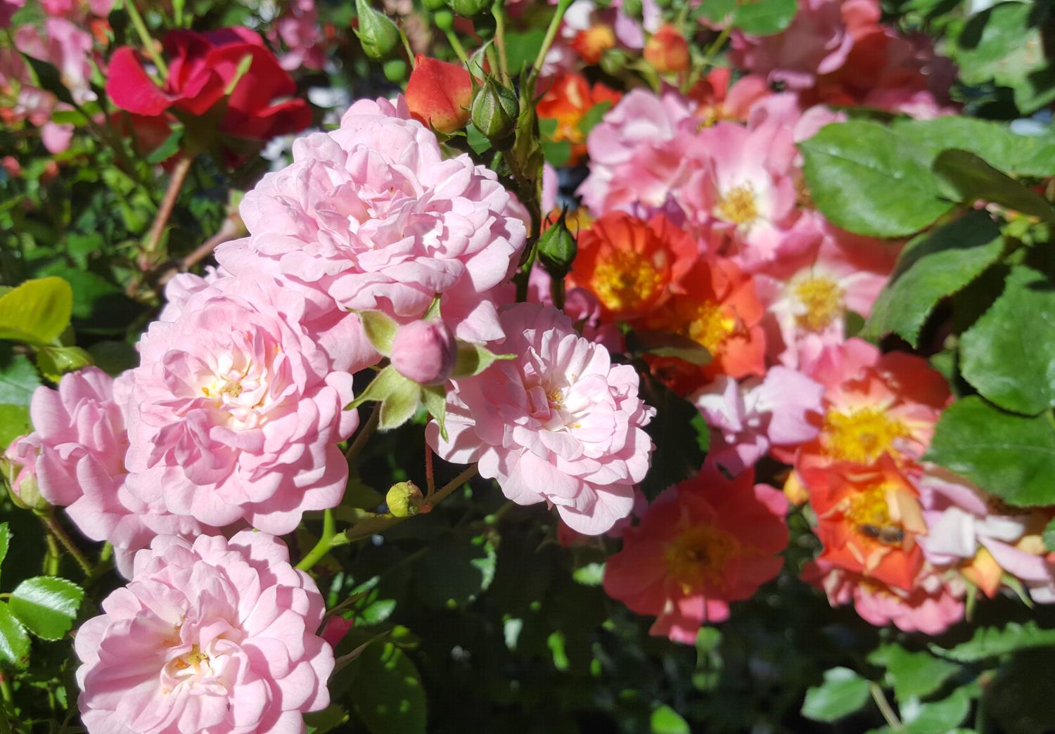 Rozes